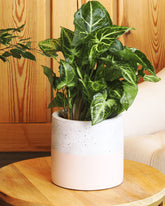 نبات سنجونيوم خضراء